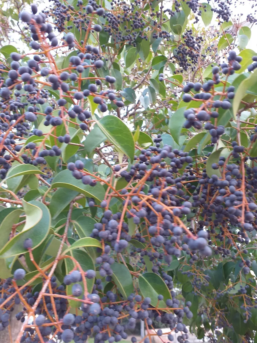 Plaça de la Sardana