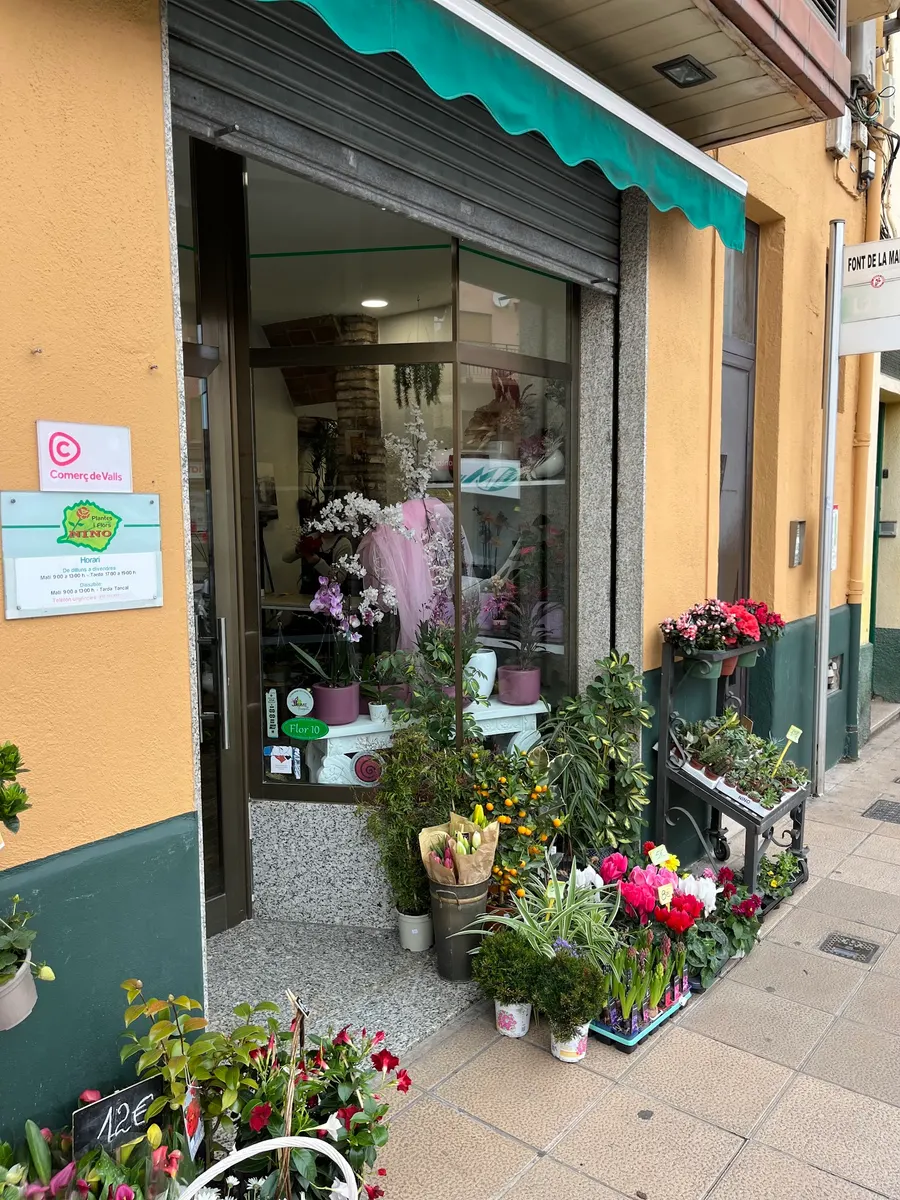 Plantes i Flors Nino